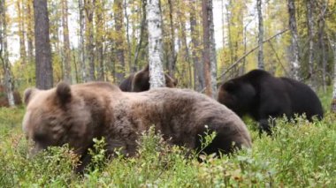 Ormandaki kahverengi ayılar. Bilimsel adı Ursus Arctos Arctos. Doğal yaşam alanı.