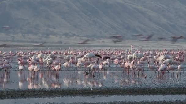 ナトロン湖のフラミンゴのコロニー 小フラミンゴ学名 Phoenicoparrus マイナー タンザニア アフリカ — ストック動画