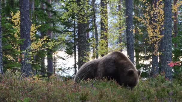 Barna Medve Erdőben Tudományos Név Ursus Arctos Természetes Élőhelye — Stock videók