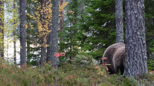 Oso Pardo Bosque Nombre Científico Ursus Arctos Hábito Natural — Vídeo de stock