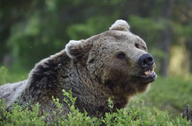 Çam ormanındaki yetişkin kahverengi ayı. Kapatın. Bilimsel adı Ursus Arctos. Doğal yaşam alanı.