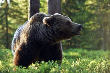 Çam ormanındaki yetişkin kahverengi ayı. Kapatın. Bilimsel adı Ursus Arctos. Doğal yaşam alanı.