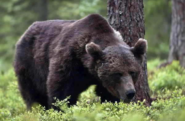 Ενηλίκων Καφέ Αρκούδα Στο Πευκοδάσος Κλείσε Επιστημονική Ονομασία Ursus Arctos — Φωτογραφία Αρχείου