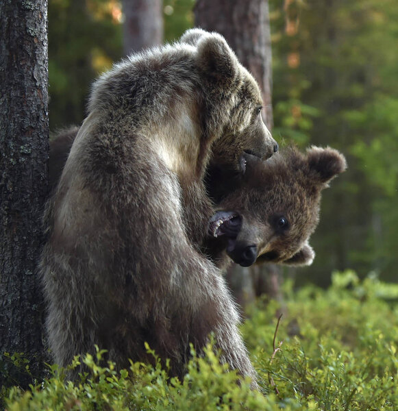 Brown Bear Cubs playfully fighting in the forest. Scientific name: Ursus Arctos Arctos. Natural habitat.