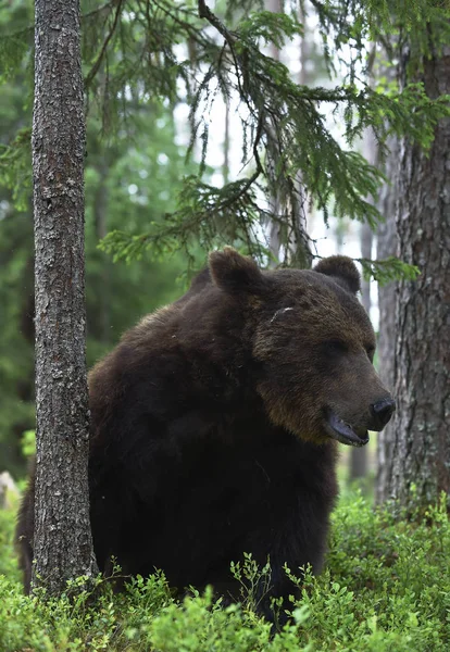 Felnőtt Barna Medve Fenyőerdőben Közelről Tudományos Név Ursus Arctos Természetes — Stock Fotó