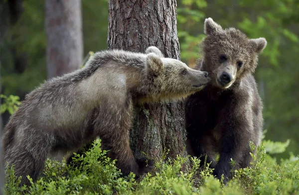 Brown Bear Cubs Brincando Lutando Floresta Nome Científico Ursus Arctos — Fotografia de Stock