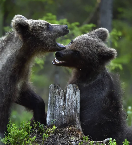 Barna Medve Cubs Játékosan Harcol Erdőben Tudományos Név Ursus Arctos — Stock Fotó