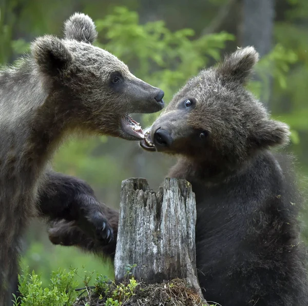 Cuccioli Orso Bruno Combattono Scherzosamente Nella Foresta Nome Scientifico Ursus — Foto Stock