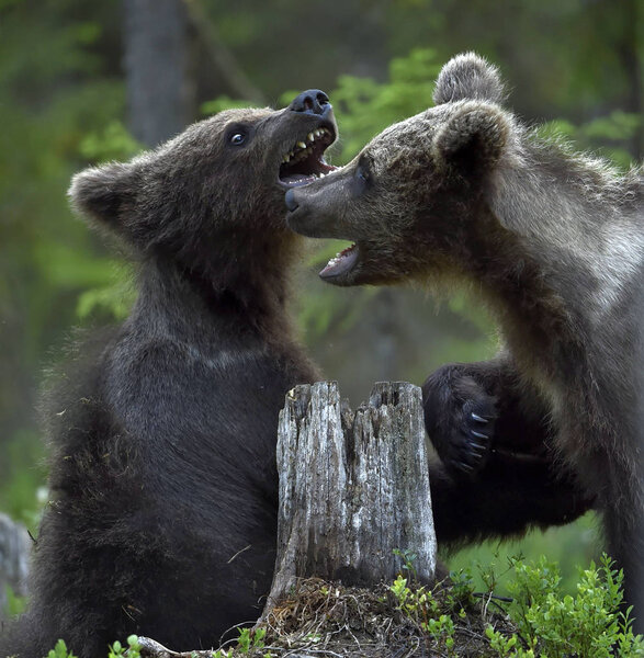 Brown Bear Cubs playfully fighting in the forest. Scientific name: Ursus Arctos Arctos. Natural habitat.