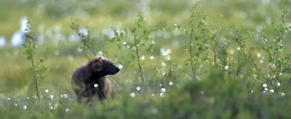 野性のウルヴァリン 自然の生息地 食いしん坊 Carcajou スカンクのクマ または Quickhatch Gulo Gulo — ストック写真