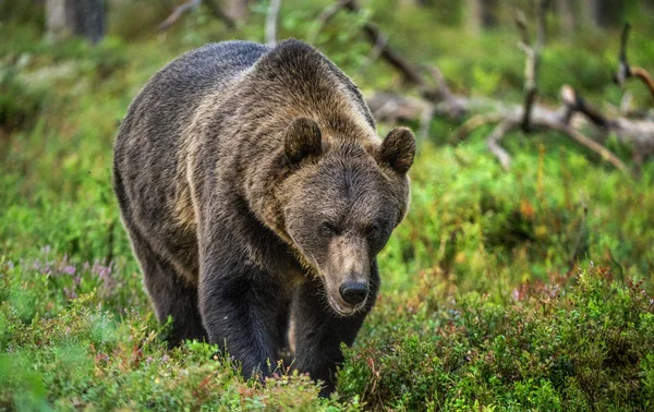 Stor Vuxen Man Brunbjörn Sommarskogen Vetenskapligt Namn Ursus Arctos Naturliga — Stockfoto