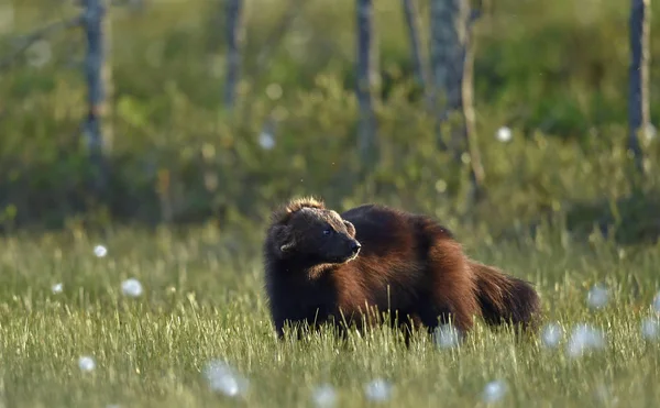 Росомаха Дикой Природе Естественная Среда Обитания Glutton Carcajou Skunk Bear — стоковое фото