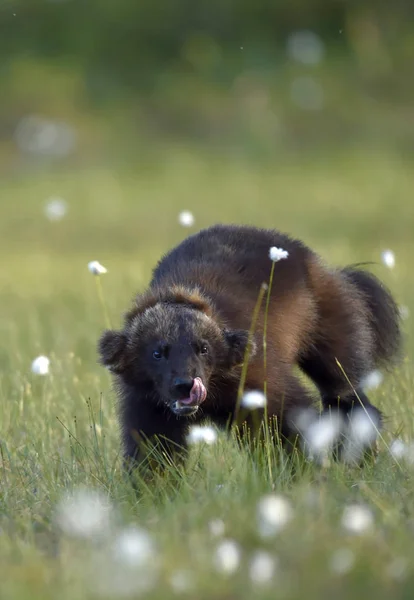 Wolverine Wilde Natuur Natuurlijke Habitat Gulzigaard Carcajou Bear Skunk Quickhatch — Stockfoto