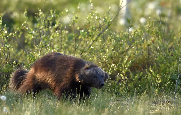 Järv Vilda Naturen Naturliga Livsmiljö Frossare Carcajou Skunk Björn Eller — Stockfoto