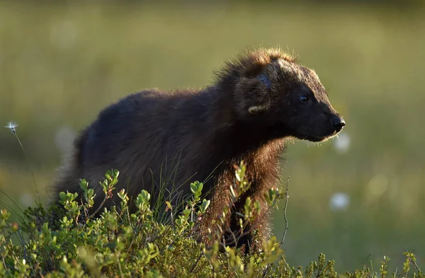 Wolverine Nella Natura Selvaggia Habitat Naturale Glutton Carcajou Skunk Bear — Foto Stock