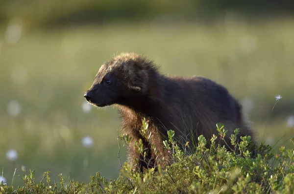在自然界中的金刚狼 自然栖息地 臭鼬熊或 Quickhatch 月轮月轮 — 图库照片