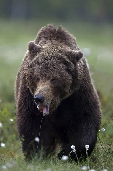 Adult Brown Bear Pine Forest Close Scientific Name Ursus Arctos — Stock Photo, Image