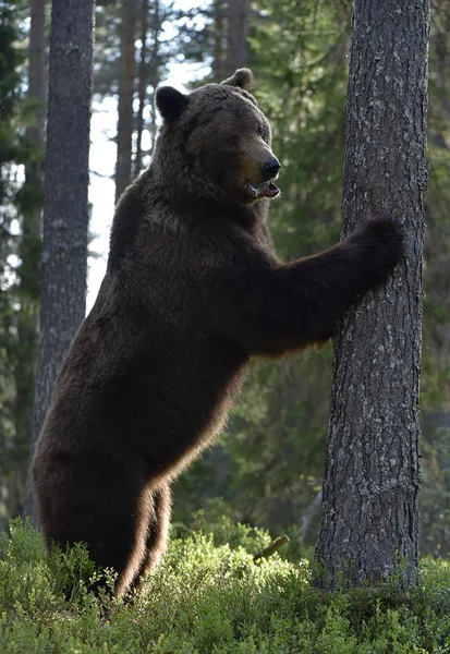 茶色い熊は松の森の木のそばに腰を下ろしている Ursus Arctos 自然生息地 — ストック写真