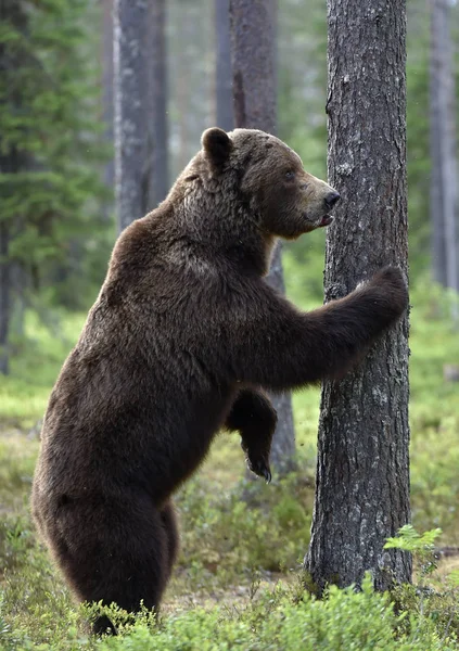 Коричневий Ведмідь Стоїть Задніх Ногах Біля Дерева Сосновому Лісі Наукова — стокове фото
