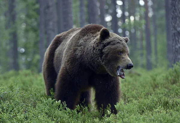 成年棕熊在松林里 靠近点 Ursus Arctos 自然生境 — 图库照片