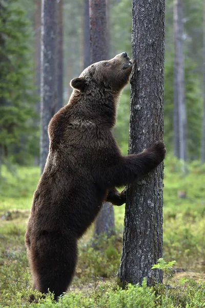 Urso Marrom Está Suas Patas Traseiras Por Uma Árvore Uma — Fotografia de Stock