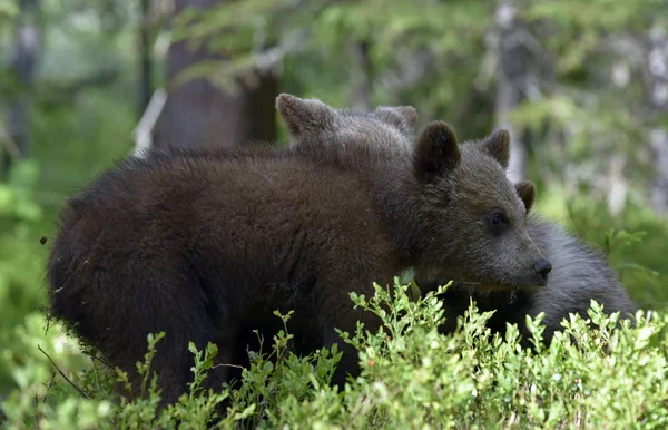 Brown Bear Cubs Brincando Lutando Floresta Nome Científico Ursus Arctos — Fotografia de Stock