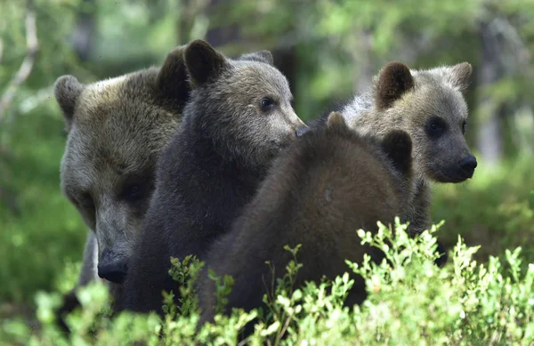 棕熊幼崽在森林里嬉闹打斗 Ursus Arctos Arctos 自然生境 — 图库照片