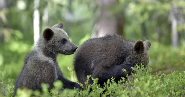 Καφέ Αρκούδες Παλεύουν Παιχνιδιάρικα Στο Δάσος Επιστημονική Ονομασία Ursus Arctos — Φωτογραφία Αρχείου