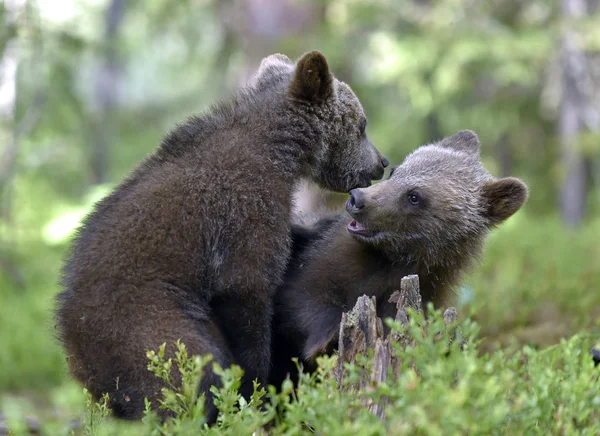 새끼들은 숲에서 장난스럽게 싸우고 있습니다 Ursus Arctos Arctos 서식지 — 스톡 사진