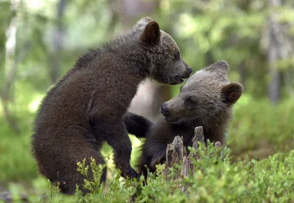 Kahverengi Ayı Yavruları Ormanda Şakalaşarak Savaşıyor Bilimsel Adı Ursus Arctos — Stok fotoğraf