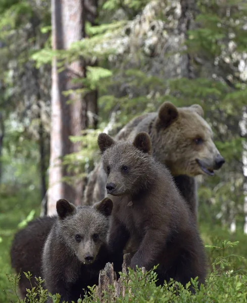 Bärin Und Junge Sommerwald Braunbär Wissenschaftlicher Name Ursus Arctos Arctos — Stockfoto