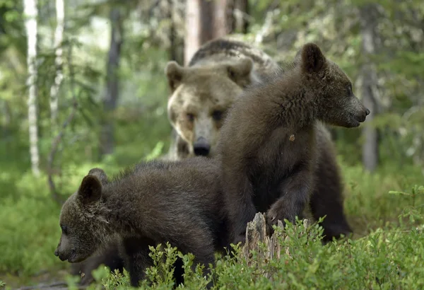 她和小熊在夏天的森林里 Ursus Arctos Arctos 自然生境 — 图库照片