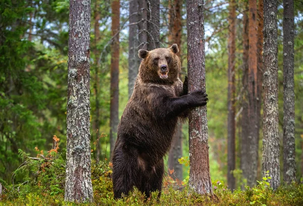 Brązowy Niedźwiedź Stoi Tylnych Nogach Przy Drzewie Sosnowym Lesie Dorosły — Zdjęcie stockowe