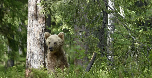 Mały Miś Siedzi Pod Sosną Cub Niedźwiedzia Brunatnego Letnim Lesie — Zdjęcie stockowe