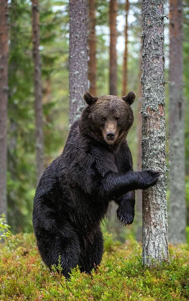 棕熊后腿站立在松树林中的一棵树旁 成年棕熊 Ursus Arctos 自然栖息地 秋季季节 — 图库照片