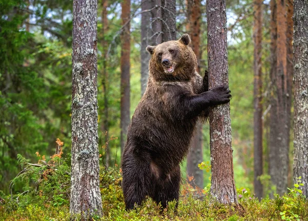 Urso Marrom Está Suas Patas Traseiras Por Uma Árvore Uma — Fotografia de Stock