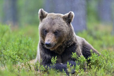 Yaz ormanında boz ayı. Bilimsel adı Ursus Arctos. Doğal yaşam alanı.