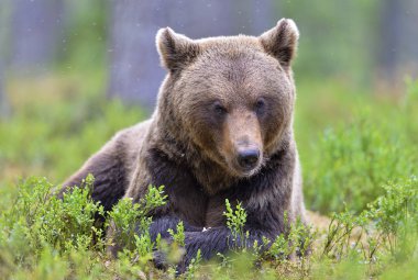 Yaz ormanında boz ayı. Bilimsel adı Ursus Arctos. Doğal yaşam alanı.