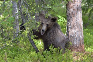 Küçük ayı bir çam ağacının altında oturur. Yaz ormanında Boz Ayı Yavrusu. Doğal yaşam alanı. Bilimsel adı: Ursus arctos.