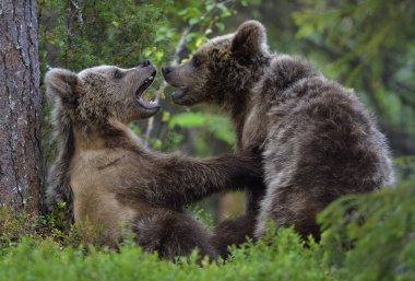 Kahverengi Ayı Yavruları ormanda şakalaşarak savaşıyor. Bilimsel adı Ursus Arctos Arctos. Doğal yaşam alanı.
