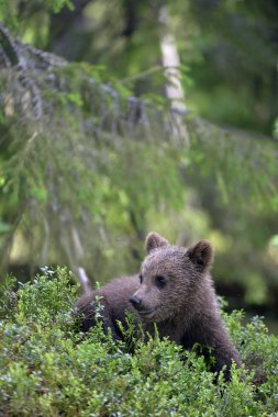 Ormandaki küçük ayı. Yaz ormanında Boz Ayı Yavrusu. Doğal yaşam alanı. Bilimsel adı: Ursus arctos.