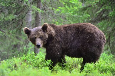 Büyük Yetişkin Erkek Boz Ayı yaz ormanında. Bilimsel adı Ursus Arctos. Doğal yaşam alanı.