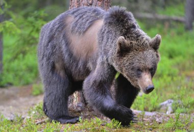 Yaz ormanında boz ayı. Bilimsel adı Ursus Arctos. Doğal yaşam alanı.