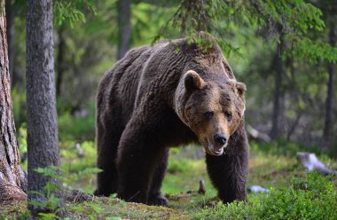 Büyük Yetişkin Erkek Boz Ayı yaz ormanında. Bilimsel adı Ursus Arctos. Doğal yaşam alanı.