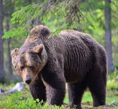 Büyük Yetişkin Erkek Boz Ayı yaz ormanında. Bilimsel adı Ursus Arctos. Doğal yaşam alanı.