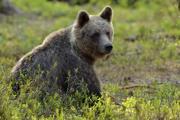 Brown Bear Summer Forest Scientific Name Ursus Arctos Natural Habitat — Stock Photo, Image