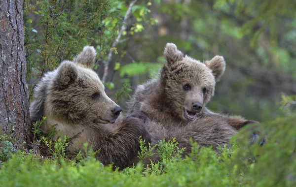 Junges Braunbär Auf Dem Rücken Liegend Die Pfoten Grünen Gras — Stockfoto