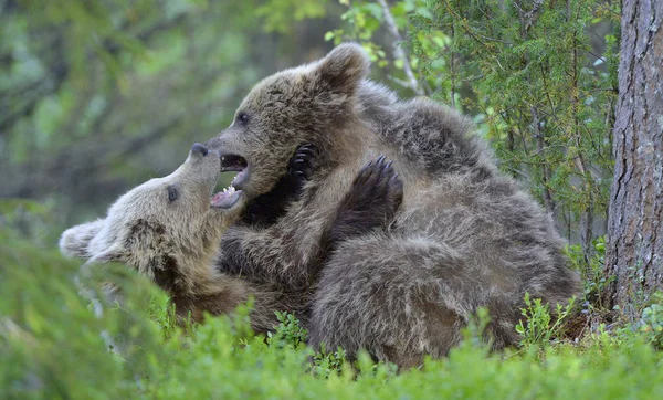 Barna Medve Cubs Játékosan Harcol Erdőben Tudományos Név Ursus Arctos — Stock Fotó