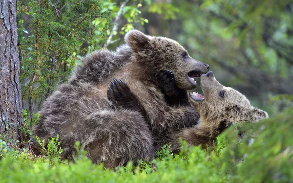 Brown Bear Cubs Brincando Lutando Floresta Nome Científico Ursus Arctos — Fotografia de Stock