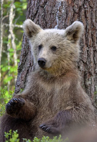 Pequeno Urso Senta Debaixo Pinheiro Cub Brown Bear Floresta Verão — Fotografia de Stock